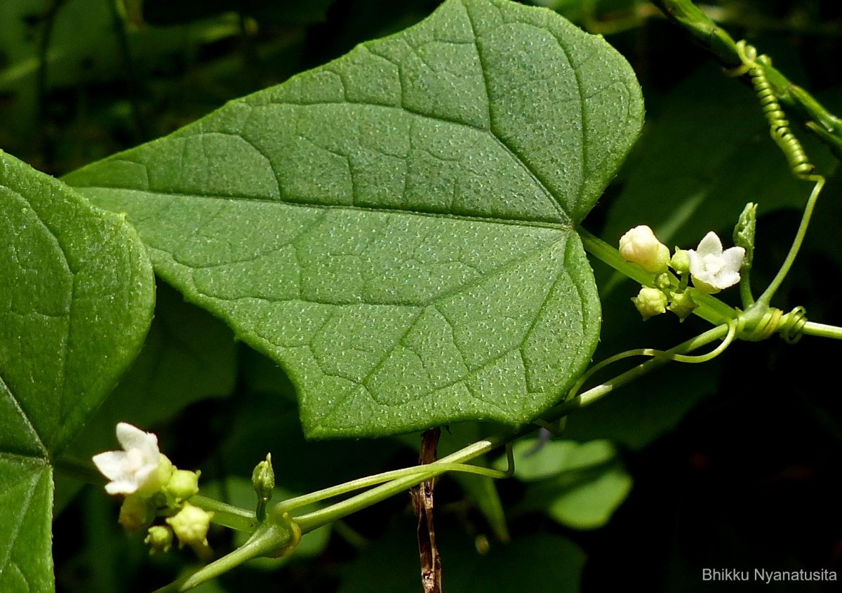 Zehneria maysorensis Arn.